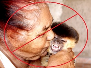 Macaco-prego Chico mantido irregularmente por aposentada, motivo de comoção nacional: animais não são bebês!!! Imagem: G1